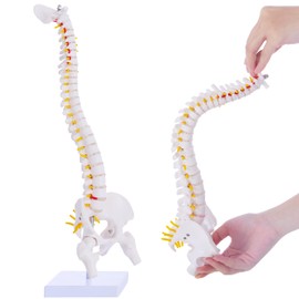 Mini Spine Anatomy Model - 15.5’’ Flexible Miniature Human Spine Model with All Nerves for Medical Learning - for Instruction Teaching, Study and Display