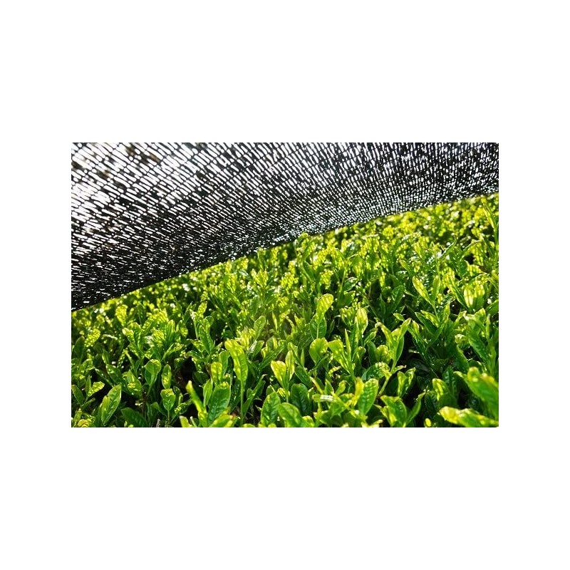 bioKontor - Organic Matcha Powder 200 g - Matcha Tea