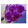 Small World Greetings Orchid Flower Note Cards 12 Count -