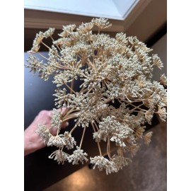 Unbranded Queen Anne's Lace Beige Ivory Realistic Looking Artificial 7 Stems Per Bush