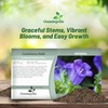 Outsidepride Medium Blue Canterbury Bells Flower Seeds - 10000 Pcs