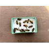 Bees Freshly Dead 30 REAL Honeybees DRIED SPECIMEN INSECT TAXIDERMY