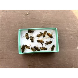 Bees Freshly Dead 30 REAL Honeybees DRIED SPECIMEN INSECT TAXIDERMY USA