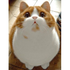 Orange and White Cat Diamond Painting for Adults, Cute Animals Diamond Painting Kit for Beginners Colorful 5D DIY Diamond Painting Art for Home Wall Decor 12x16 INCH