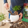 Omitgoter Bonsai Soil Mix 1qt, Potting Soil Mix Ready to