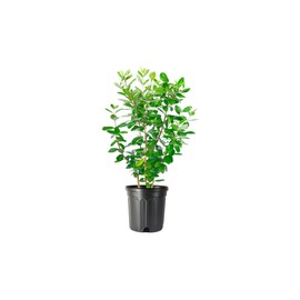 Pineapple Guava | 3 Extra Large 3 Gallon Plants | Feijoa Sellowiana | Edible Fruit Shrub and Fragrant Flowering Foliage