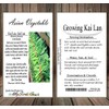 Big Pack - (1,500) Chinese Broccoli, Kailan GAI LAN Seeds