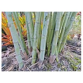 Generic Angel Mist ""The Ghost"" - White Bamboo - Dendrocalamus Minor - 1 Gallon Size Plant