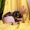 Cat Hawaiian Shirt, Summer Cat Clothes for Sphynx Cat Devon