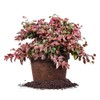 Ruby LOROPETALUM - Size: 1 Gallon, Live Plant, Includes Special
