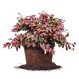 Ruby LOROPETALUM - Size: 1 Gallon, Live Plant, Includes Special Blend Fertilizer & Planting Guide