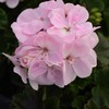 Outsidepride Geranium Appleblossom - 25 Seeds