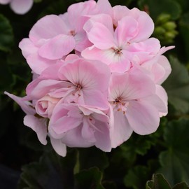 Outsidepride Geranium Appleblossom - 25 Seeds