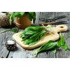 Wild Garlic Ramsons Bear Leek Wild Onion Seeds for Planting
