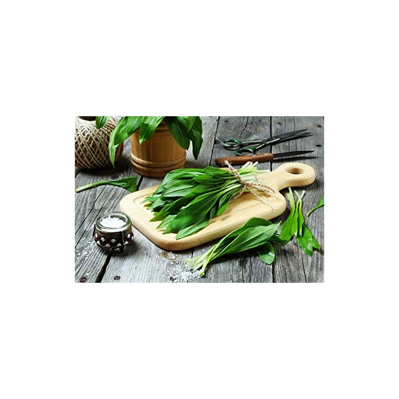 Wild Garlic Ramsons Bear Leek Wild Onion Seeds for Planting