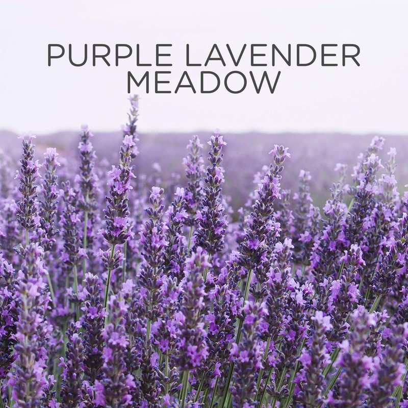 Airwick Scented Oil Warmer & Refill, Purple Lavender Meadow, 19