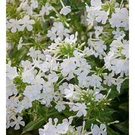 Rare Flower Seeds Plant Seeds 300 Pcs Phlox Seeds - Phlox paniculata 'David'
