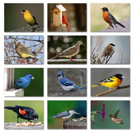 Midwest Backyard Bird Greeting Cards With Identification Card - 12 Different Birds - Blank on the Inside - 5.5" x 4.25" (12 Pack)