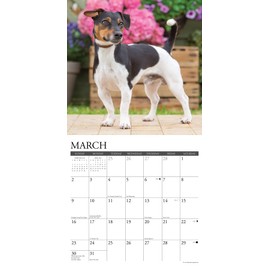 Willow Creek Press Jack Russells Monthly 2025 Wall Calendar (12" x 12")