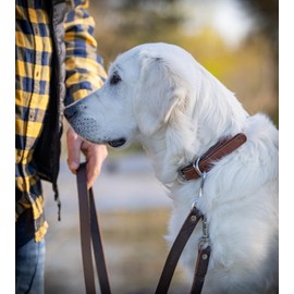 Genuine Leather Dog Collar - Adjustable K-9 Dog Collar Padded and Reinforced Made of Double-Layer Buffalo Leather Pete (M (33.5-43.0 cm)