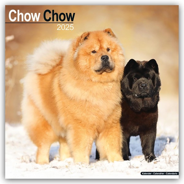 Chow Chow 2025 Square Wall Calendar | Dog Breed Calendar