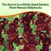 Outsidepride Double Hollyhock Seeds - 100 Pcs Perennnial Maroon Heirloom,