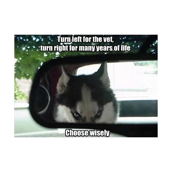 Funny Siberian Husky refrigerator magnet 2 1/2x 3 1/2 "