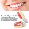 Periodontal Disease Teeth Resin Model Dental Demonstration Teeth Model for