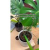 Grower's Secret Nitrogen 16-0-0 • Organic • Readily Available For