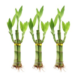 NW Wholesaler - 3 Stalk Lucky Bamboo Arrangements w/ 2 Free Bottles of Bamboo Fertilizer (3)