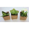 Unbranded Set of 3 3" Mini Artificial Succulent Plants in