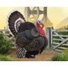 CollectA NIP * Turkey * 88762 Bird Gobbler Figure Farm