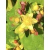 Home-Growth FloralBerry™ Pinot St. John's Wort, Hypericum Inodorum - 100