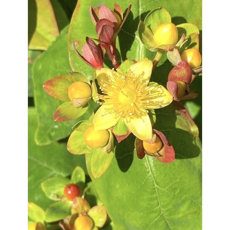 Home-Growth FloralBerry™ Pinot St. John's Wort, Hypericum Inodorum - 100