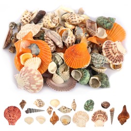 GOSHIES Shells Mixed 500 g Shells Decorative Natural Shells in Various Sizes, Perfect for Party Wedding Decor, DIY Crafts