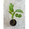 Passion Fruit Plant With Pot Live Plant Ready To Plant