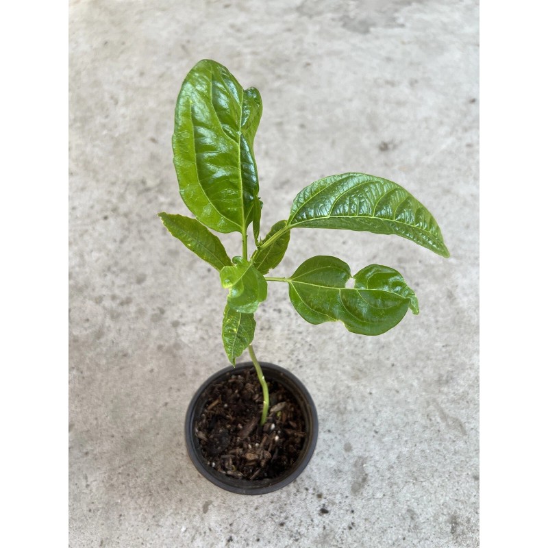 Passion Fruit Plant With Pot Live Plant Ready To Plant