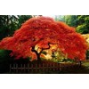 Maple Amur (Acer Ginnala Flame) Nice Garden Tree 100 Seeds