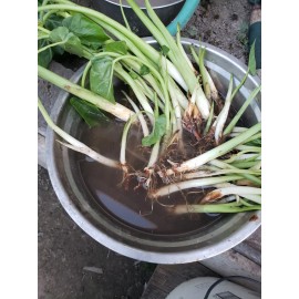 Unbranded 10 pcs EDIBLE  Elephant Ear Stalks LIVE PLANT - Taro  small plants / Bac ha