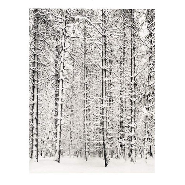 Pine Forest in Snow, Yosemite National Park, 1932 Art Poster Print by Ansel Adams, 24x36