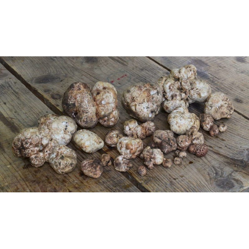 SeedsUP - 100+ White Truffle Mushrooms Mycelium Spawn Spores -