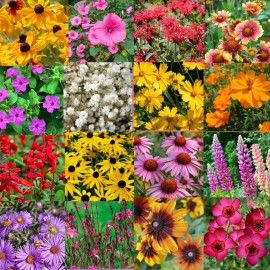 Paper Street Perennials 1/4LB Mississippi Bulk Wildflower Seed Mix 1lb Covers 2,000sq-ft Colorful Blooms