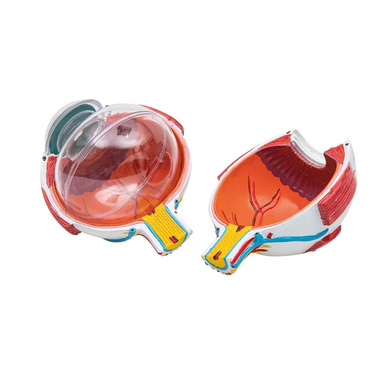 Elementary Anatomy Budget 6 Piece Human Eye Anatomy Model with
