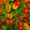 Marigold Seeds - Disco Series - Mix - 100 Seed