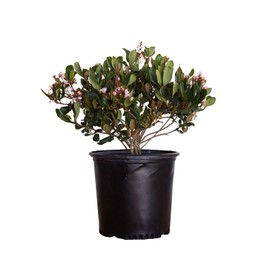 Eleanor Taber Indian Hawthorn (2.5 Gallon) Pink Blooming Evergreen Shrub - Full Sun Live Outdoor Plant