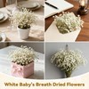 ForestM 100PCS Dried Pressed Flowers,Natural Baby Breath Dried,Dry Flowers