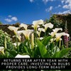 3 White Calla Lily Bulbs for Planting – Large, Healthy