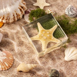 Taxidermy Starfish, Real Starfish Specimens Animal Specimen in Resin for Science Classroom Science Education, Great Gift for Fans of Taxidermy, Animal Skull, Oddities, Biology (3 x 3 x 1 inch)