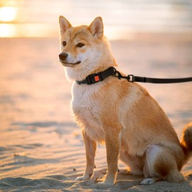 CollarDirect Waterproof Dog Leash Small Medium Large Durable Pet Leashes for Walking Training Running Pink Black Blue Orange Green (S, Black)