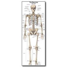 Life Size Skeleton bones named Poster for classroom or lab printed on durable quality plastic FIXES UPDATED 2026(24"x66") Young N Refined